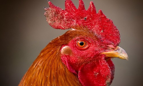 肉汤中的营养价值高吗-肉汤中的营养价值网 | 肉汤中的营养价值高吗,肉汤的营养价值及功效